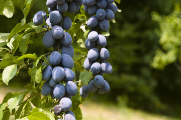 Plums (Prunus domestica) on a branch