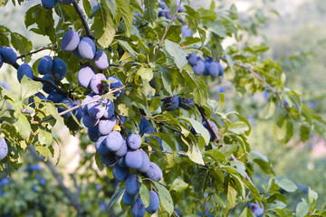 Plums (Prunus domestica) on a branch
