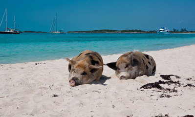 Island Pigs
