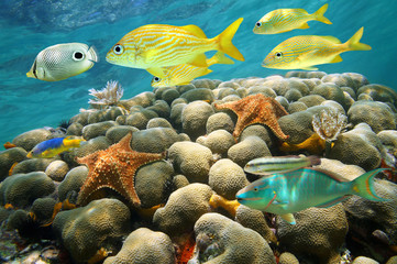 Naklejka na ściany i meble Rozgwiazdy i ryby tropikalne w rafie koralowej