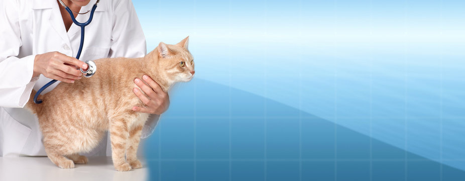 Ginger cat with veterinarian doctor.