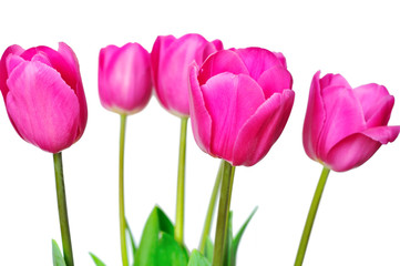 pink tulips