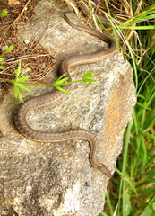 Non poisonous snake on a rock in the forest