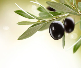 Olives. Black Ripe Olive on a tree
