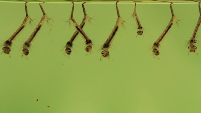 M&uuml;ckenlarven an der Wasseroberfl&auml;che