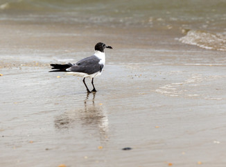 seagull walking at the sandy beach