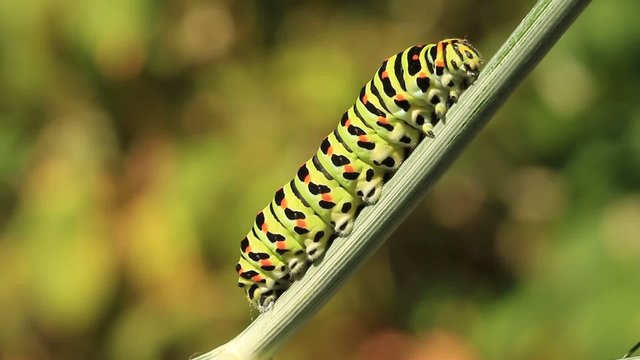 Schwalbenschwanzraupe an Dill