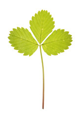 Leaf of strawberry isolated on white