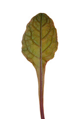 Burgundy leaf isolated on white