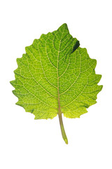 Green leaf isolated on white