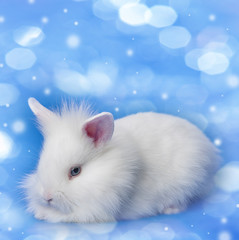 a little baby white rabbit on a blue background
