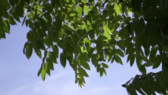 feuille flotte au vent au ralentie
