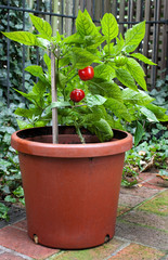 Small, Red, Hot Pepper Plant