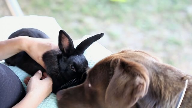 Dwarf black bunny and a dog