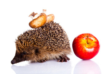 hedgehog isolated on white background