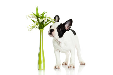 french bulldog with flowers isolated on white background