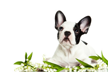 french bulldog with flowers isolated on white background