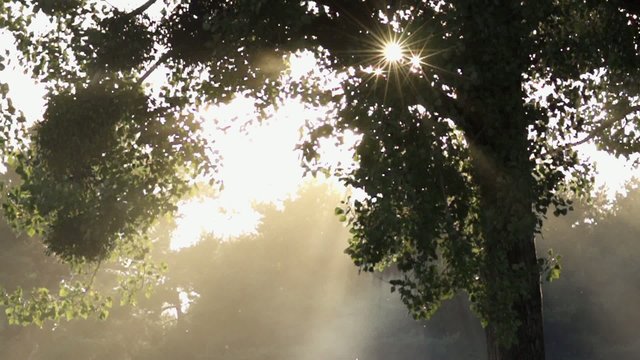Soleil perse au travers d'un arbre