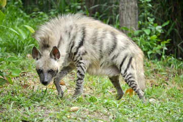 Gestreepte hyena © J.NATAYO