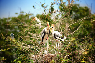 Stork