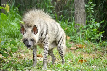 Fotobehang Hyena Gestreepte hyena