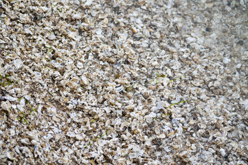 shell beach