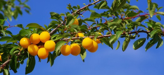 Mirabellen am Baum - mirabelle plums at the tree 06