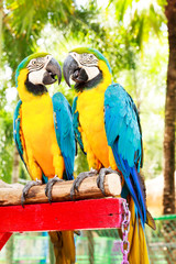 parrots
