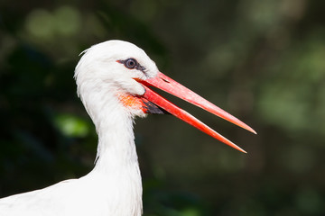 Head of a stork