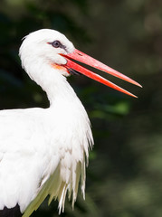Head of a stork