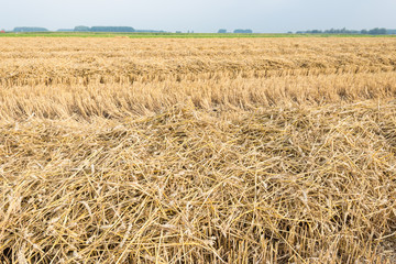 Rows of straw and stubble