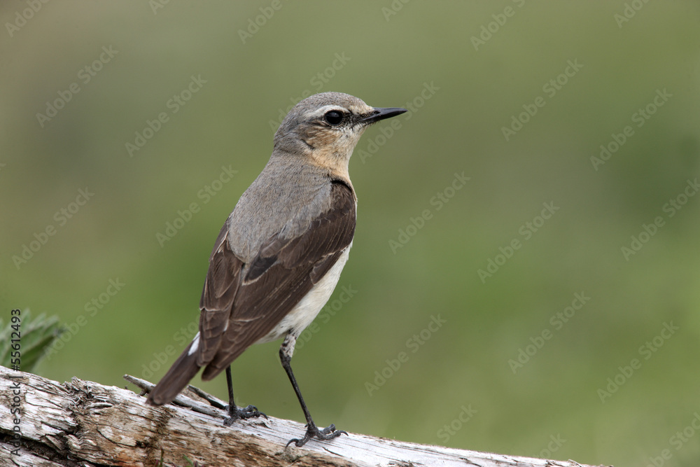 Wall mural Northern wheatear, Oenanthe oenanthe