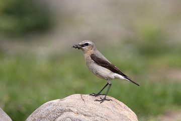 Obraz premium Northern wheatear, Oenanthe oenanthe