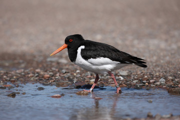 Oystercatcher, Haematopus ostralegus