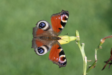 Peacock butterfly, Inachis io