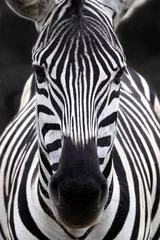 Foto op Canvas zebra hoofd © Therina Groenewald
