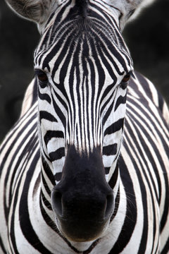 Fototapeta Głowa zebry