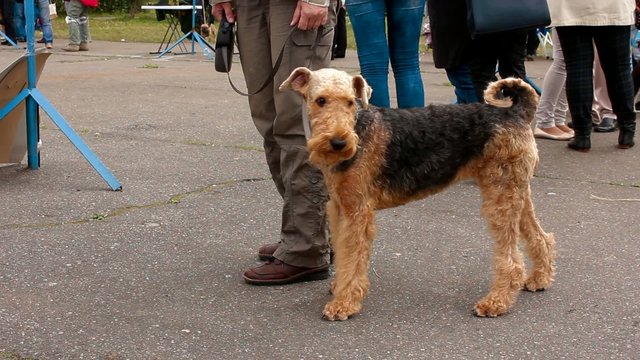 airedale terrier