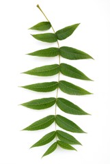 green leaf of black walnut tree Juglans nigra