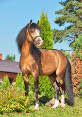 Beautiful buckskin welsh pony stallion