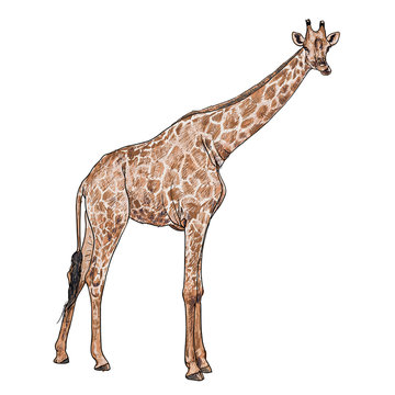 The vector of giraffe in chewing  posture