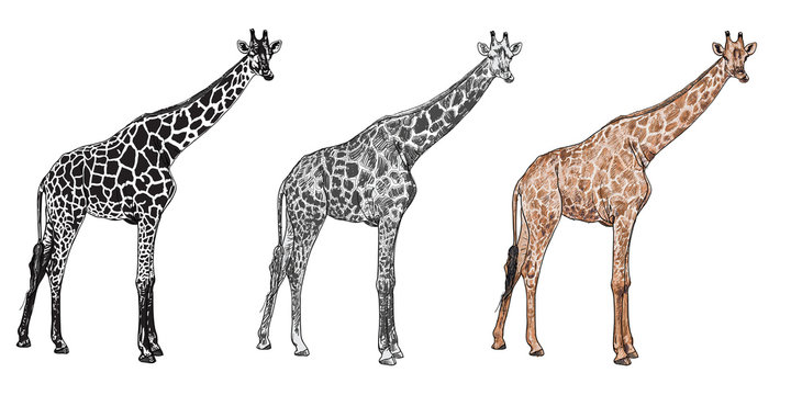The vector of giraffe in chewing  posture