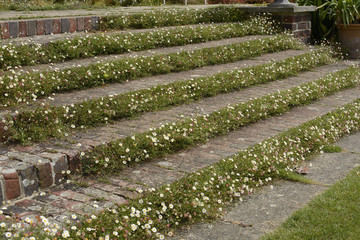 Steps in English country garden