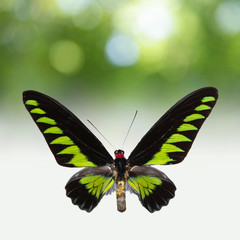 Exotischer Schmetterling
