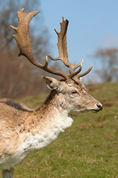 male deer portrait 7798 © rob francis