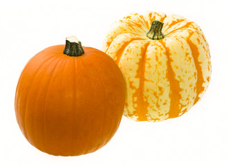 Colorful Pumpkins on White Background