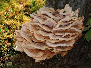 beige,young bracket fungus on stem of tree