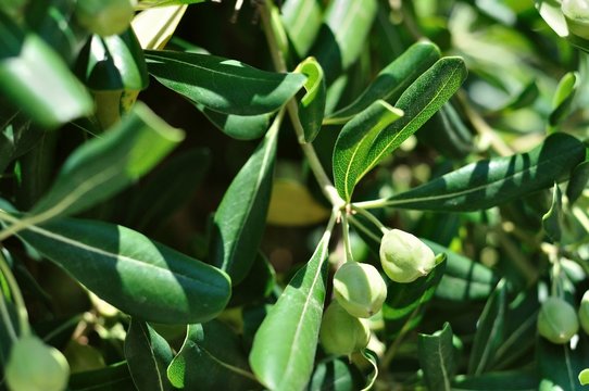 Branch with green olives on olive tree