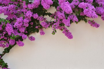 Beautiful purple Bougainvillea flowers against white wall