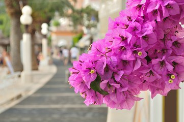 Beautiful Bougainvillea flower with blurred promenade of Podgora